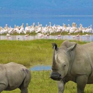 White rhinos in Lake Nakuru National Park Kenya safari tours Pelicans
