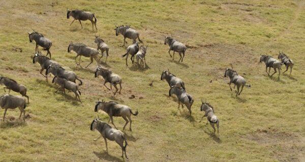 Wildebeest migration safari tours Kenya Africa