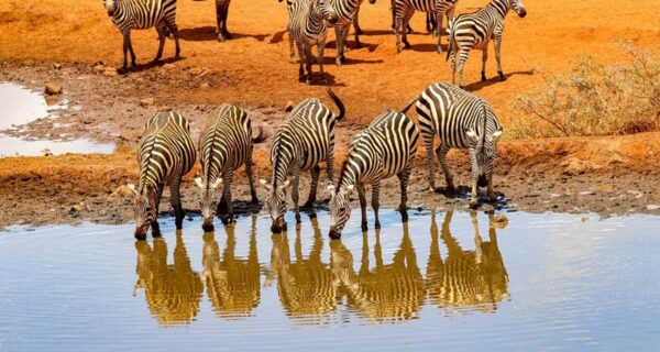 Zebras drinking at river Kenya safari tours Africa