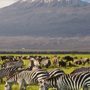 Zebras wildebeests grazing marshes of Amboseli beautiful Mt Kilimanjaro backdrop