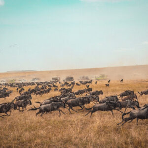 Wildebeest migration safari Masai Mara Kenya