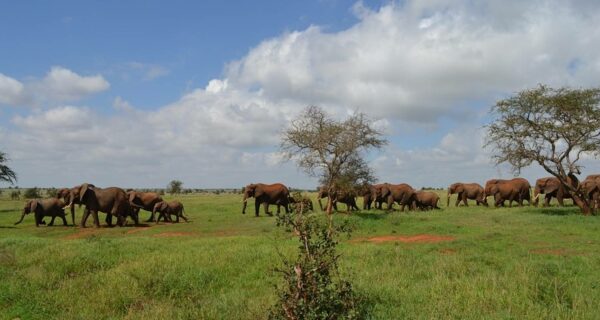 African safari tour elephant herd in Amboseli National Park