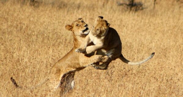 African safari tour packages Lioness plays with cub