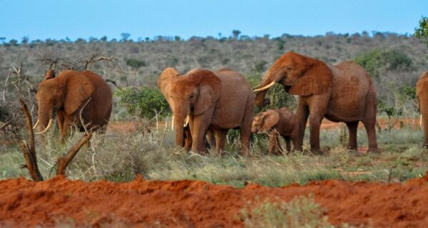 African safari tours Elephants in Tsavo Kenya