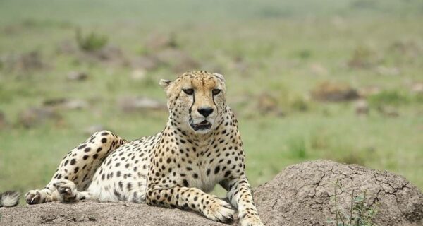 Cheetah on rock Masai Mara safari tour