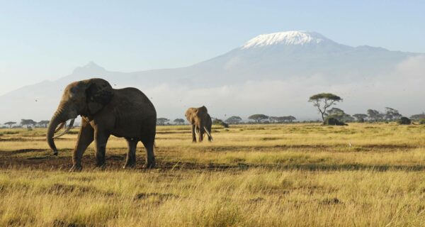 Elephants backdropped by Mount Kilimanjaro and Mount Meru Kenya safari tour packages Amboseli