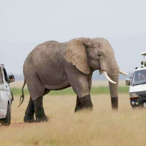 Kenya African safaris elephant safari vehicles