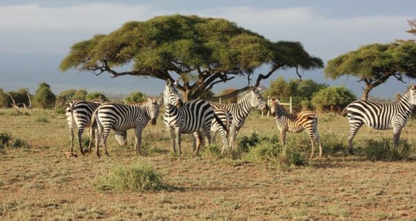 Kenya safari herd of zebras grazing