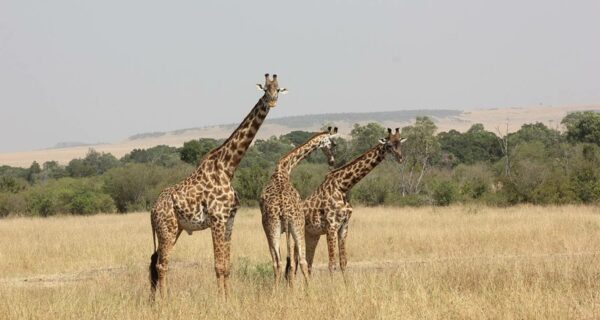 Kenya safari packages scheduled group tour Reticulated giraffes Masai Mara