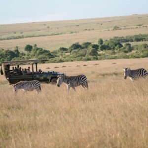Kenya safari tour zebras