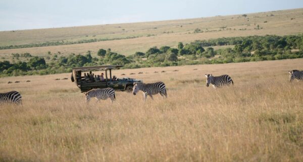 Kenya safari tour zebras