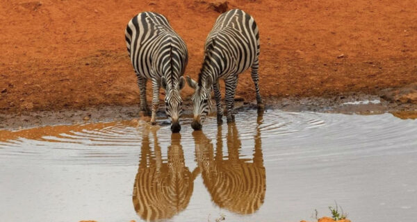Kenya safari tours Zebras drinking