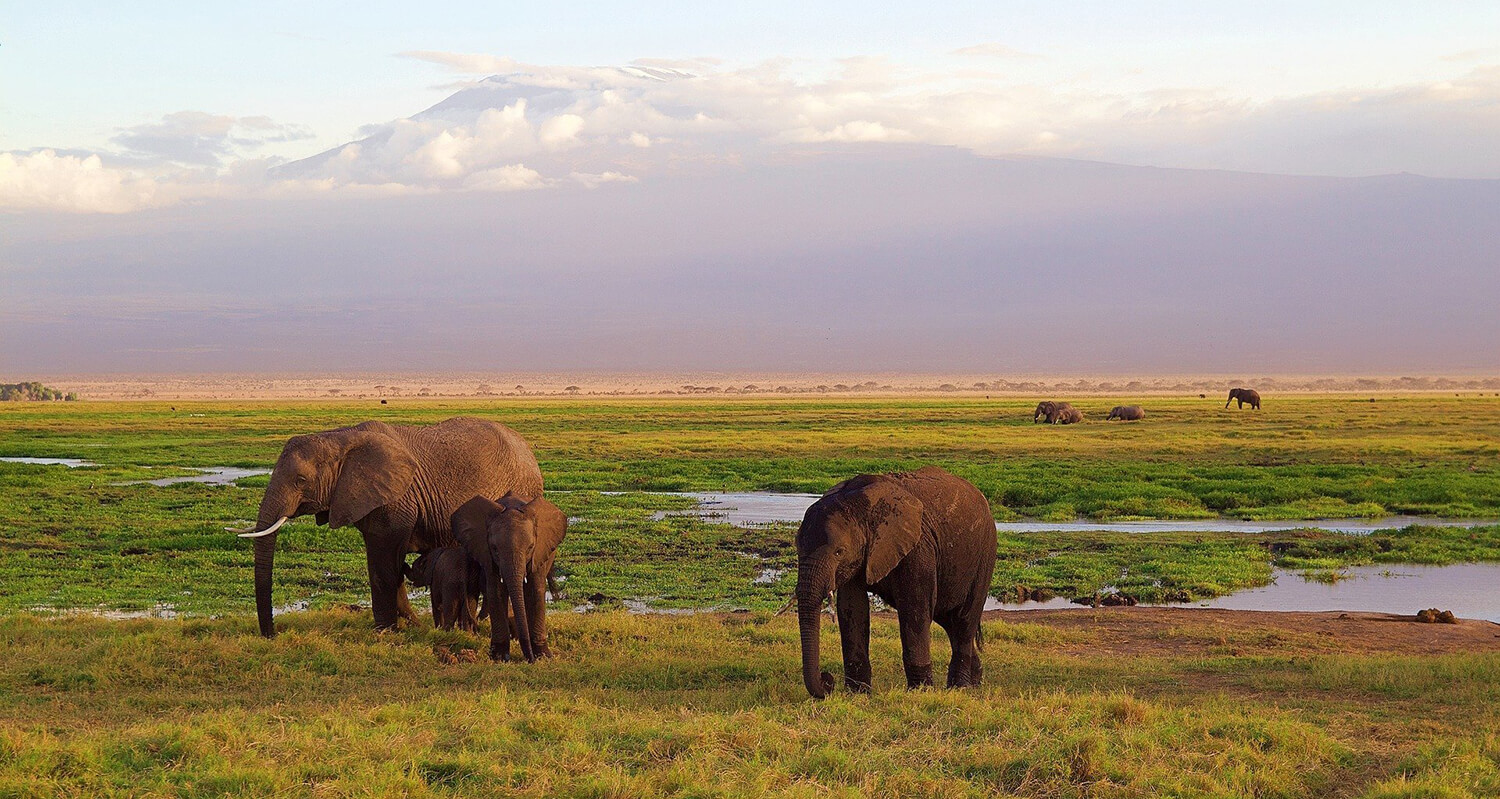 Kenya safaris elephants in the marshes of Amboseli backdropped by Mount Kilimanjaro