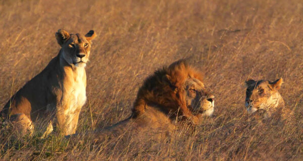 Lion and lioness African safari tour Kenya Masai Mara