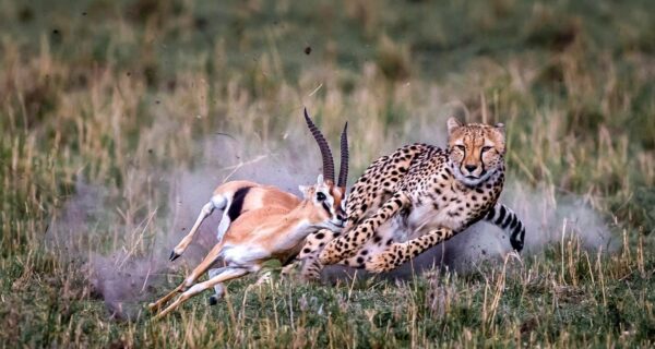 Luxury Kenya safaris cheetah chases antelope