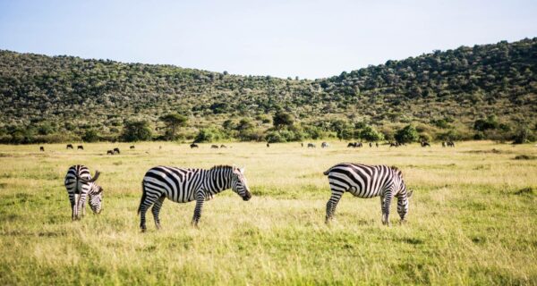 Private Kenya safaris zebras grazing