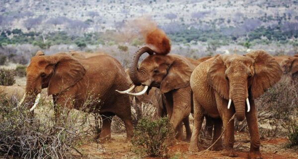 Safari in Kenya Tsavo National Park red elephants Africa adventure