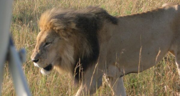 African safari tours lion close to safari vehicle