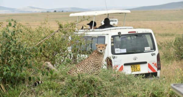 Cheetah Masai Mara safari Kenya Africa