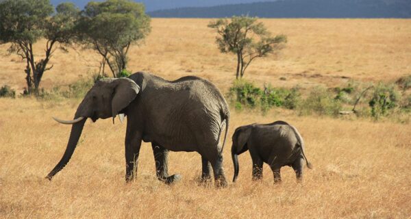 Masai Mara safari tour Elephant and baby
