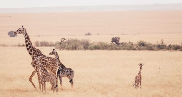 Masai Mara safari tours Giraffe and babies beautiful